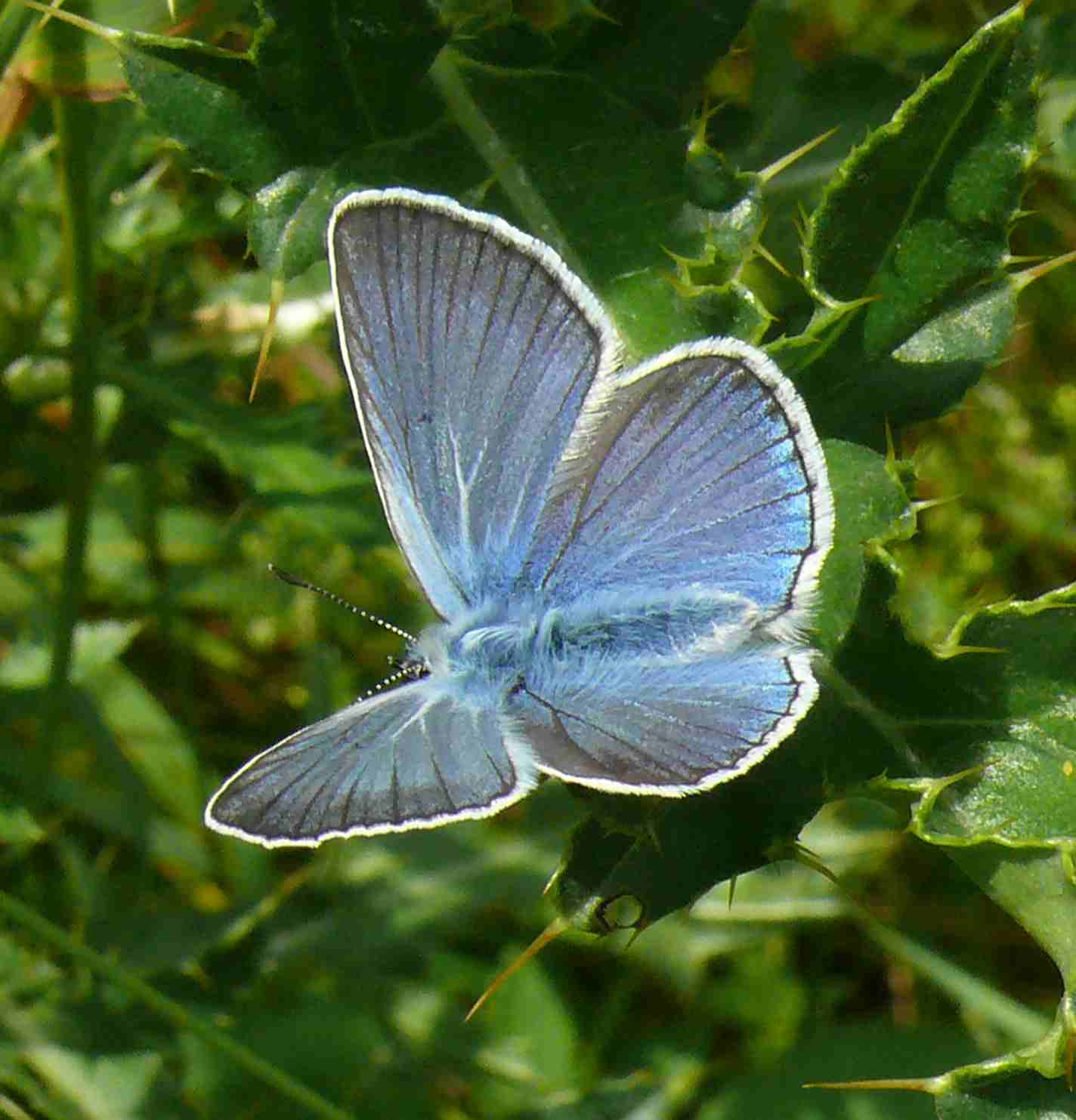 Polyommatus amandus Polyommatus amandus
